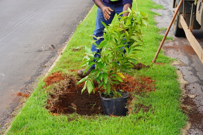 Prefeitura de Lucas do Rio Verde inicia plantio de árvores na área urbana