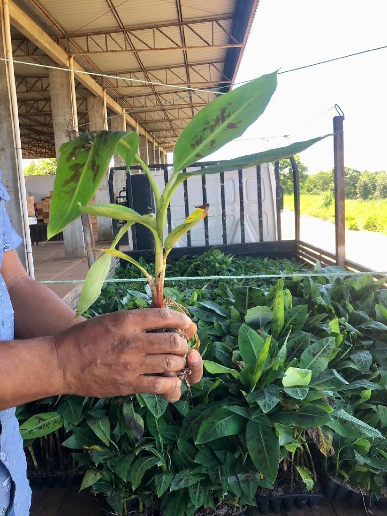 MT Produtivo Banana repassa 300 mil mudas a prefeituras e associações de produtores