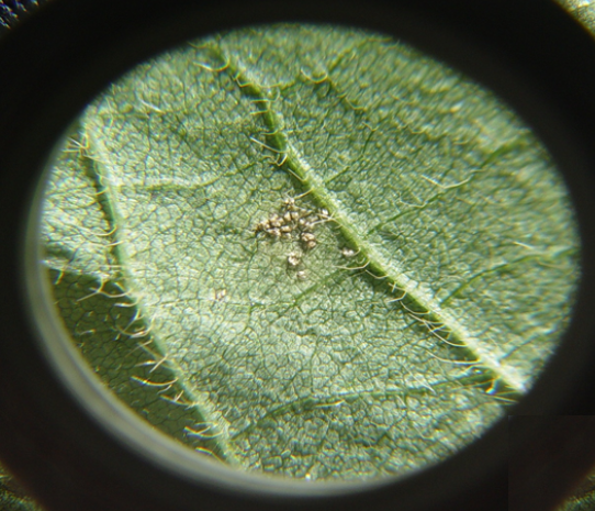 Indea detecta foco de ferrugem asiática em lavoura de Campo Verde