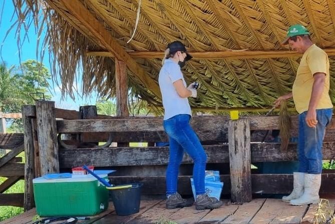 Governo fomenta melhoramento genético de rebanho leiteiro na Região Oeste