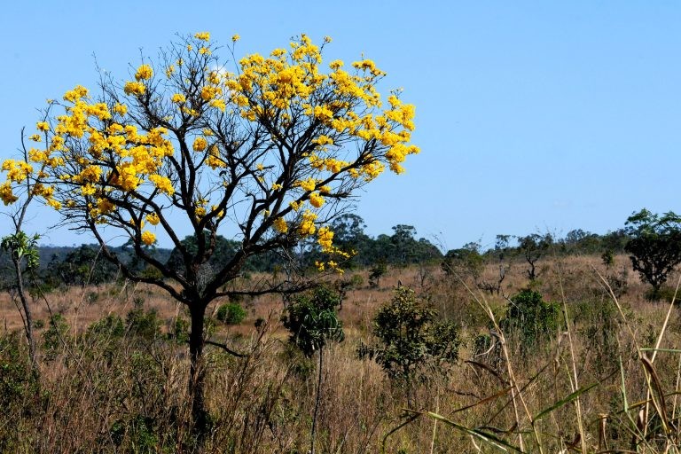 Projeto inclui o bioma Cerrado entre os prioritários para recebimento de verbas ambientais