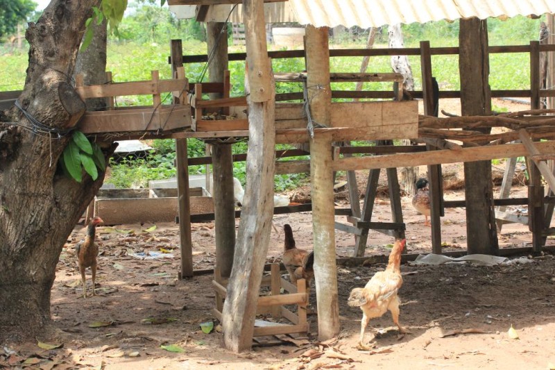 Agricultor recebe orientação técnica para impedir morte de aves na propriedade