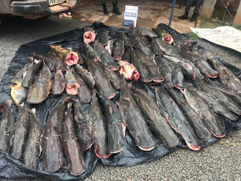 Duas pessoas são presas transportando 400 kg de pescado irregular em Barra do Bugres