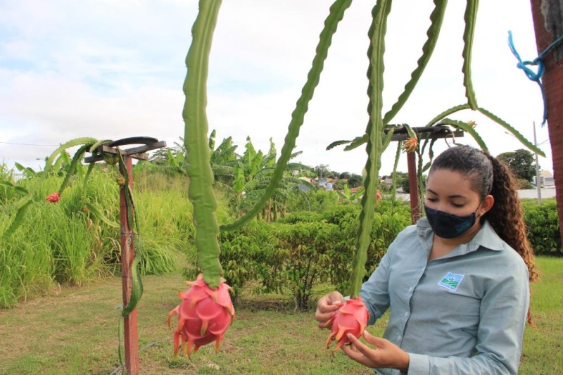 Vitrine tecnológica orienta e estimula horta urbana e produção de frutas em propriedades e residências