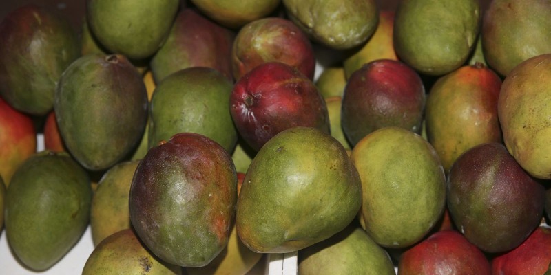 Produtores e governo discutem formas de ampliar a exportação de frutas
