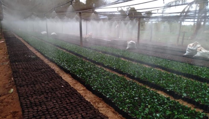 Encontro do Café reunirá produtores da região de Tangará da Serra na próxima terça-feira (08)