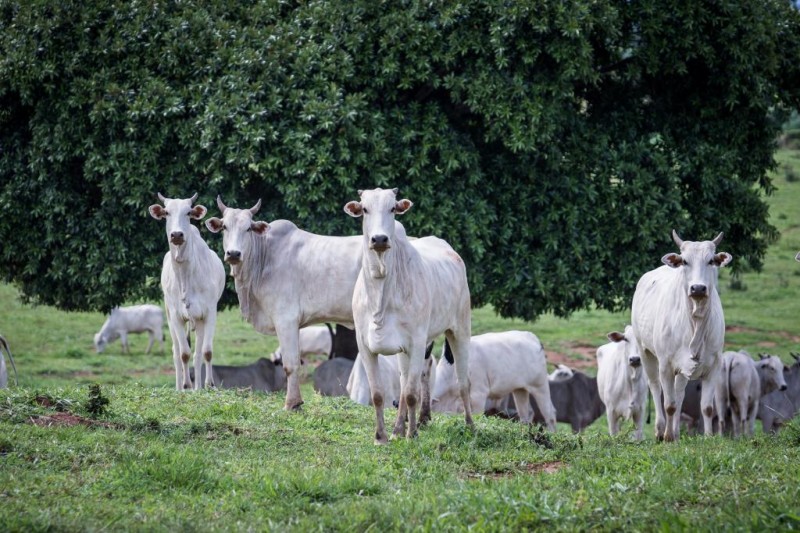 Pecuária de MT quebra novo recorde e rebanho atinge 32,7 milhões de cabeças