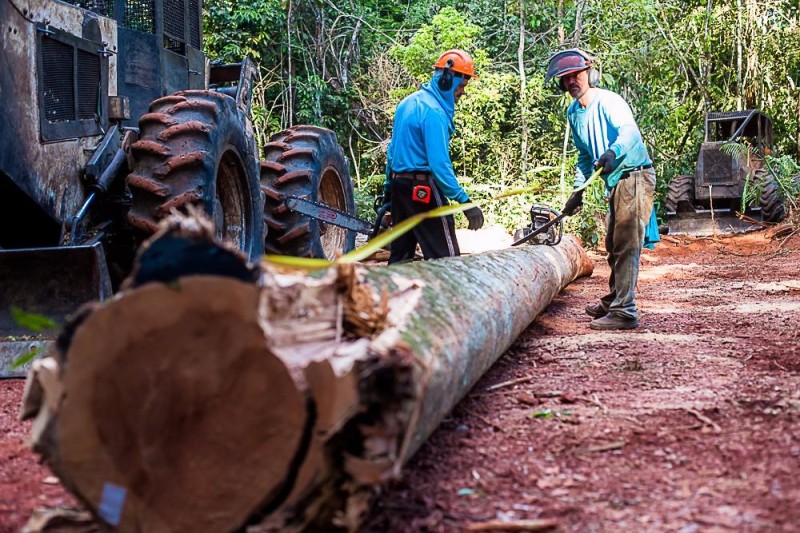 Proibição de exploração do manejo sustentável vai até 1º de abril