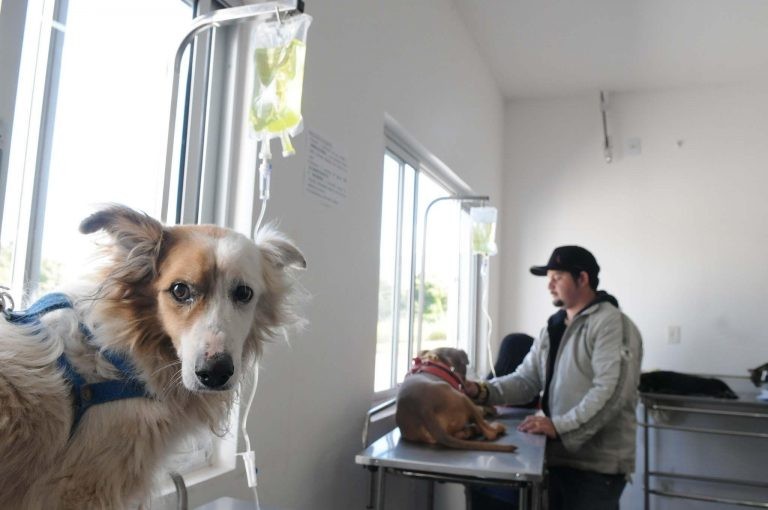 Projeto submete centro veterinário à fiscalização da vigilância sanitária