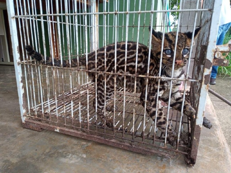 Sema recebe filhote de jaguatirica resgatado pela Polícia Civil em Nova Monte Verde
