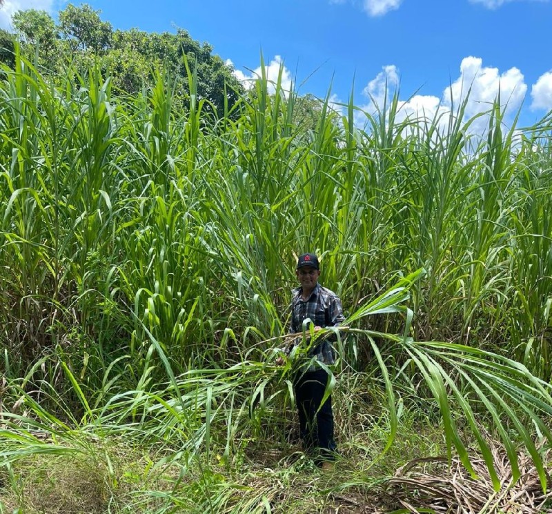 Empaer orienta produtor de leite aproveitar período de chuva no plantio do capiaçu