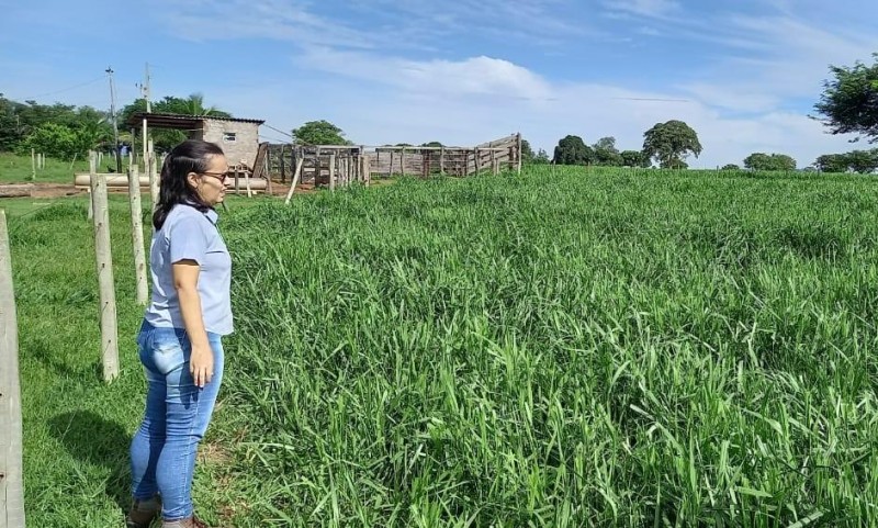 Produtora de Nova Olímpia se torna referência em manejo de capim braquiária