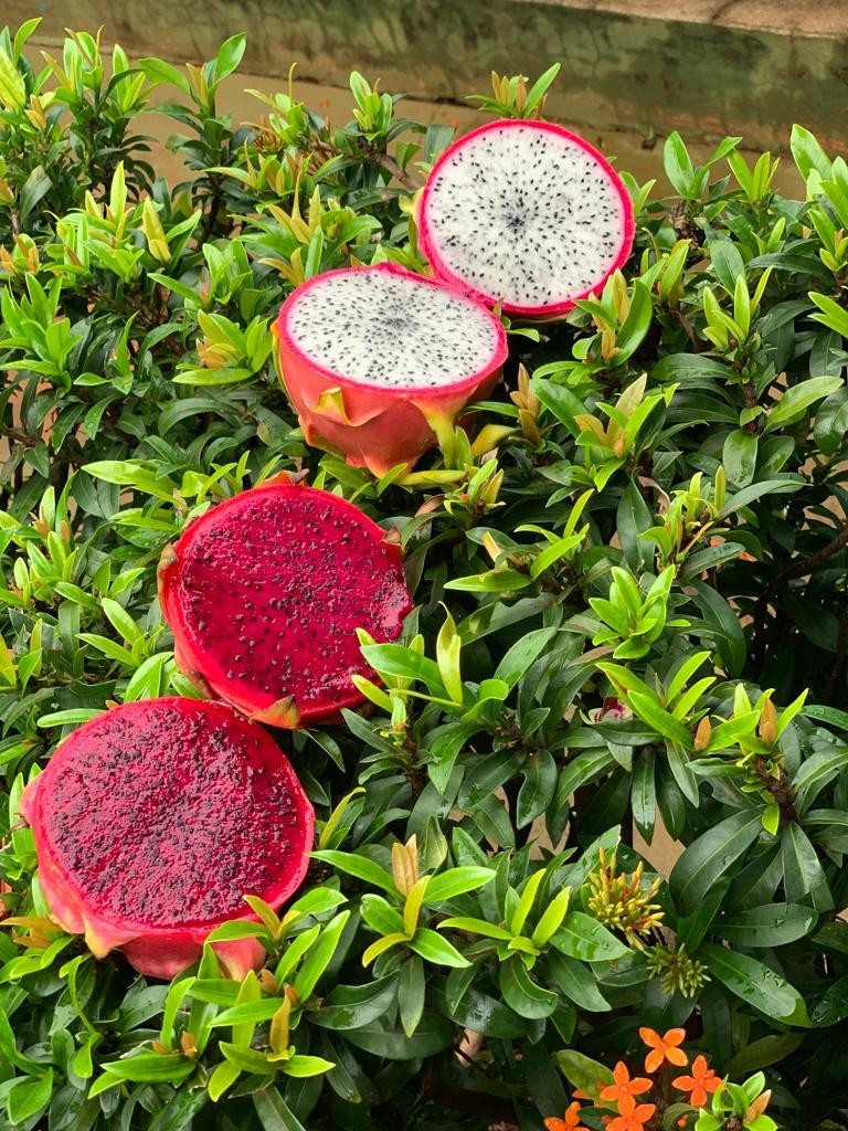 Encontro técnico vai ensinar agricultores sobre cultivo, colheita e variedades da pitaya