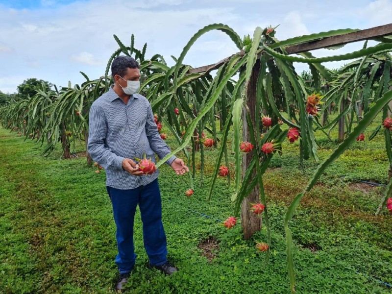 Encontro técnico fomenta produção e comercialização da pitaya em Mato Grosso