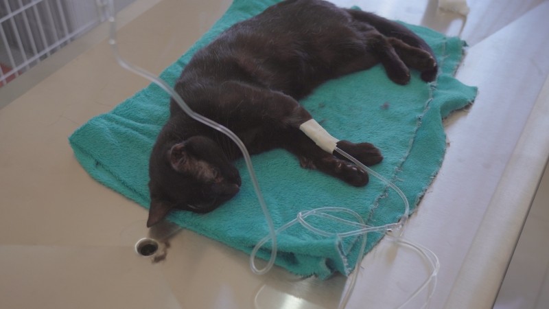 Meio Ambiente alerta para que tutores de animais não faltem em cirurgia de castração