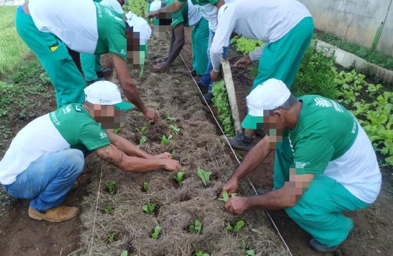 Reeducandos da Penitenciária de Sinop concluem capacitação de cultivo em hortaliças