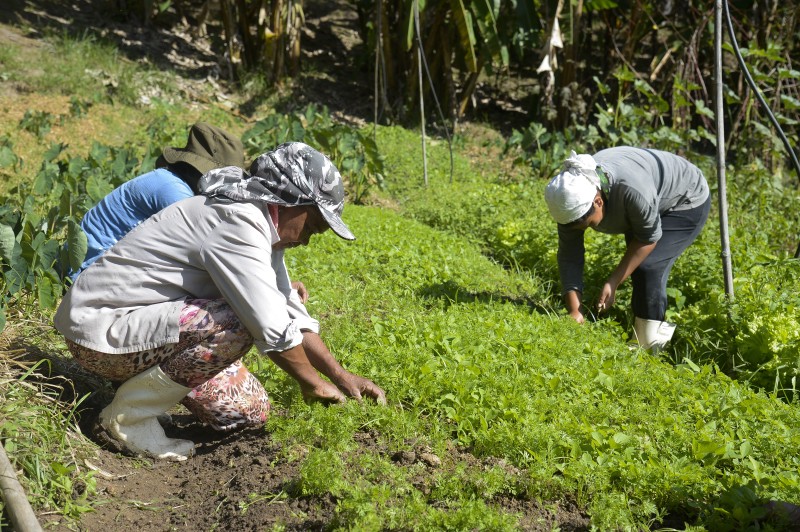 Governo e FAO preparam lançamento do Observatório das Mulheres Rurais