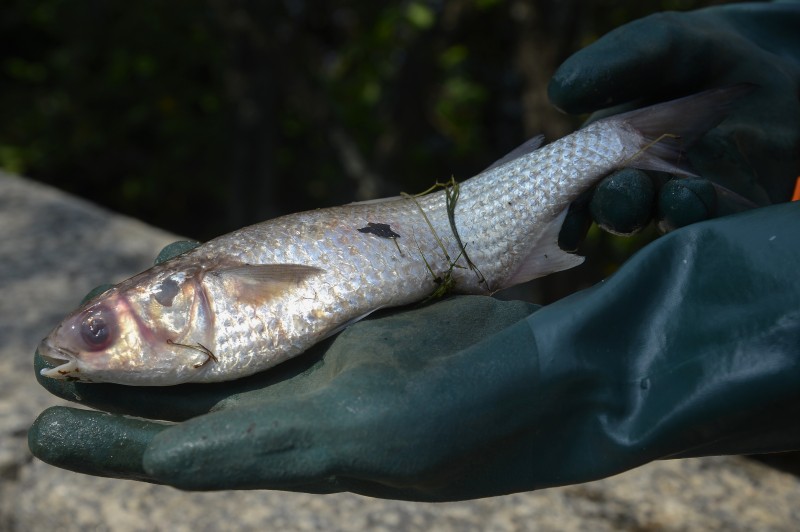 Comlurb recolhe toneladas de peixes mortos na zona oeste do Rio