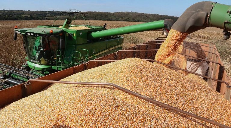 Lei da Venda de Milho em Balcão beneficia produtores sem declaração de aptidão