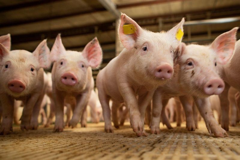 Governo de Mato Grosso busca alternativa para desoneração do setor de suínos