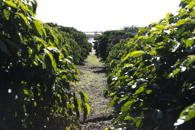 Serasa: 15,8% dos produtores rurais estavam inadimplentes em março 