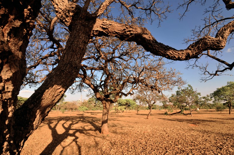 Dia Nacional da Caatinga: bioma ocupa cerca de 11% do território