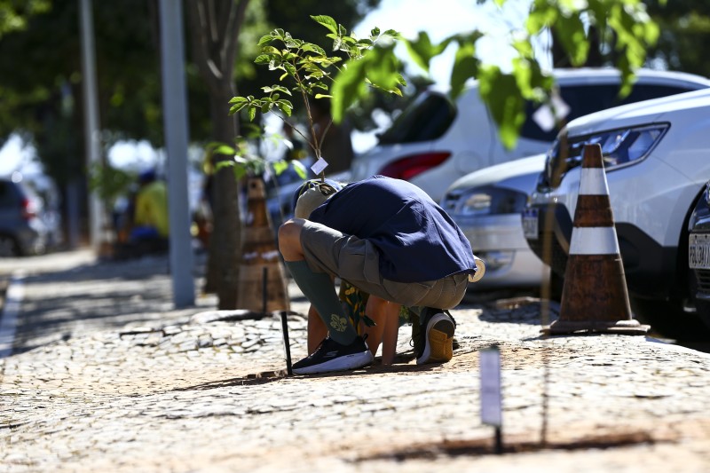 Programa de sustentabilidade do Planalto planta ipês em estacionamento