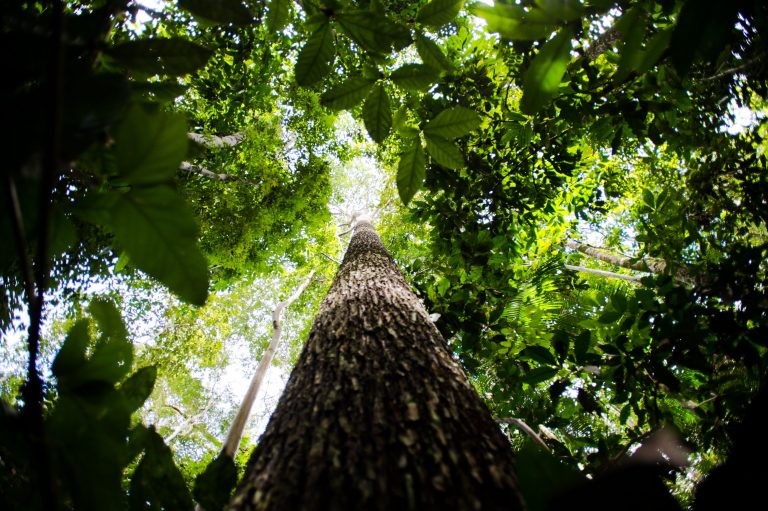 Comissão do Meio Ambiente analisa processos de concessão de unidades de conservação