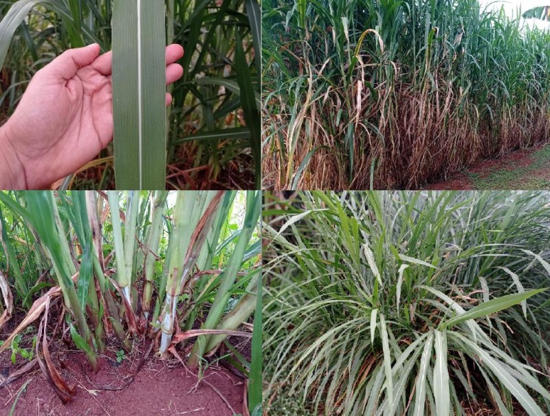 Empaer promove encontro técnico sobre cultivo de capineiras em Tangará da Serra