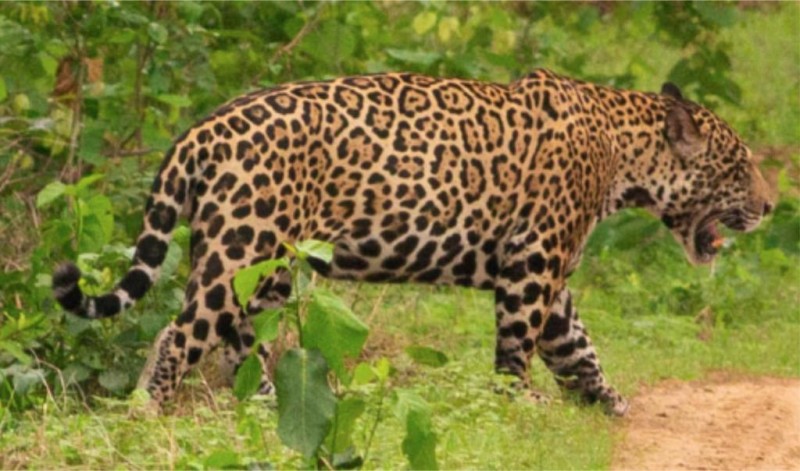 Laudo da Politec confirma que onça-pintada morta no Pantanal era monitorada