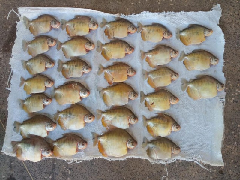 Batalhão Ambiental prende homem e apreende 87 unidades de pescado irregular
