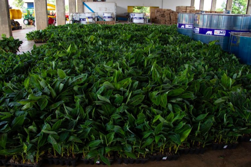 Governo de MT já repassou 120 mil mudas de banana para 50 municípios neste ano