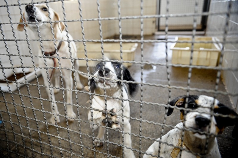 ONG Cão Sem Dono faz feira de adoção em estação de metrô de São Paulo