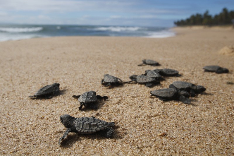 Tartaruga-verde fica fora da lista de espécies ameaçadas de extinção