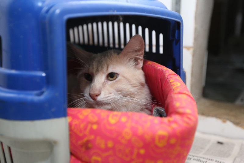 Seminário sobre combate a maus-tratos de cães e gatos
