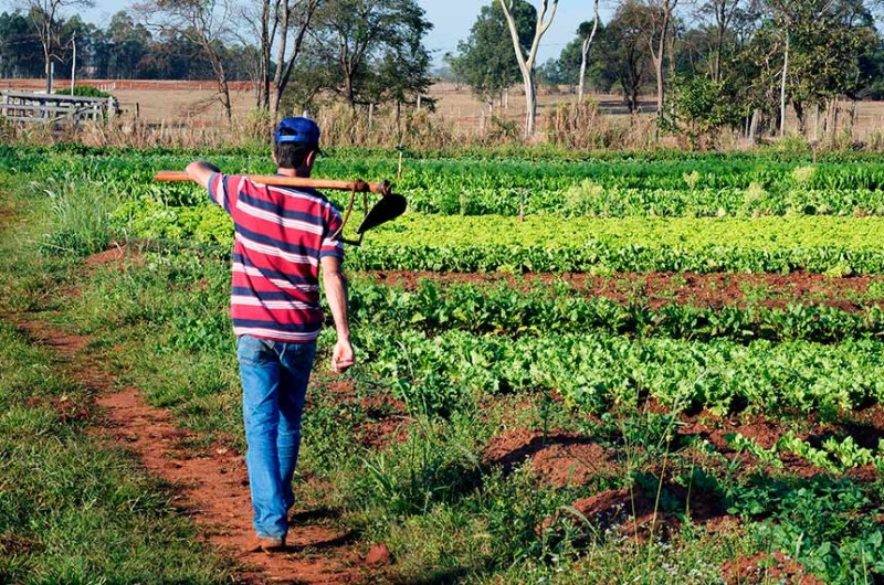 Projeto prevê insumos e assistência técnica a agricultores do Alimenta Brasil