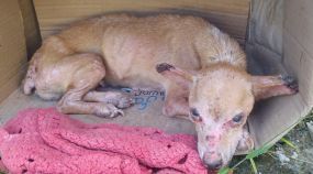 Secretaria de Saúde alerta para prevenção contra raiva humana após morte de cachorro; dono do animal precisa comparecer ao HMC com urgência