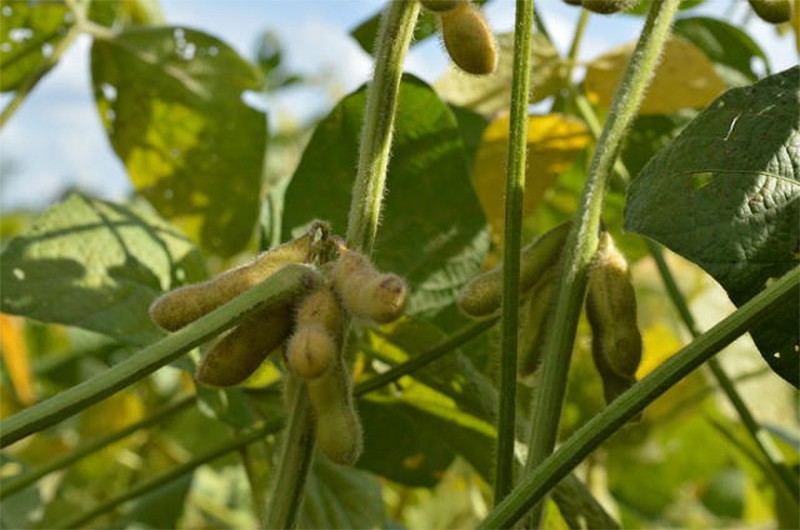 Projeto cria Dia Nacional do Plantio Direto