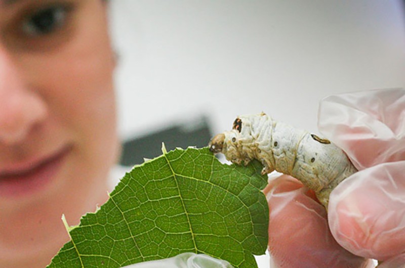 Lei dá a Nova Esperança (PR) título de Capital Nacional da Seda