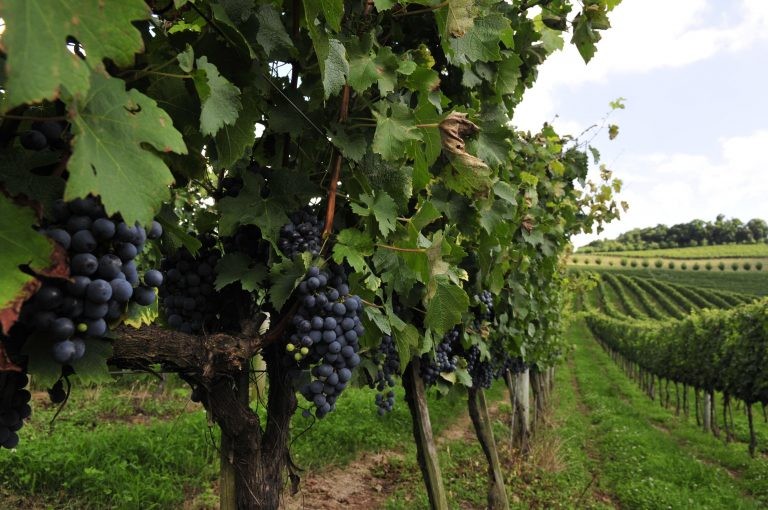 Comissões vão discutir produção de vinho e promoção do turismo em vinícolas