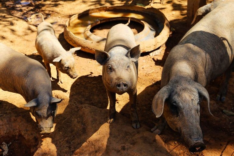 Comissão debate medidas para mitigar prejuízos do setor de suinocultura