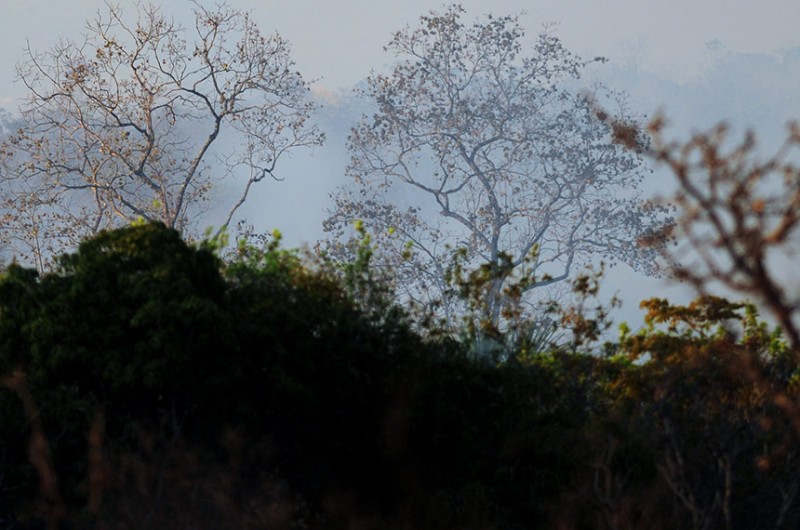 Aviões agrícolas passam a combater incêndios florestais