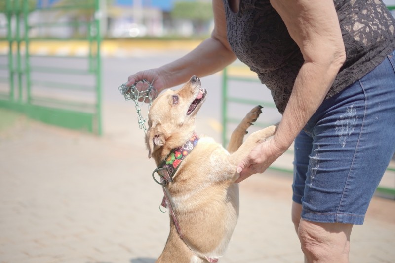 Cerca de 900 animais são vacinados contra raiva na área rural de Lucas do Rio Verde
