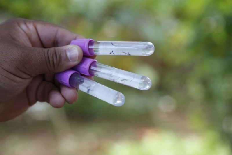 Período chuvoso exige maiores cuidados com a dengue