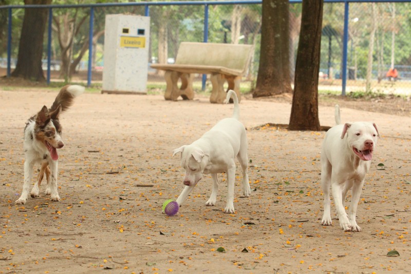São Paulo promove Semana Animal a partir de amanhã