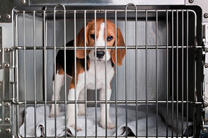 CAE vota projeto que proíbe uso de animais em testes de cosméticos