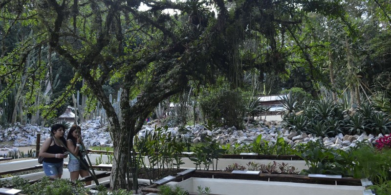 Jardim Botânico do Rio terá visita noturna a partir de outubro