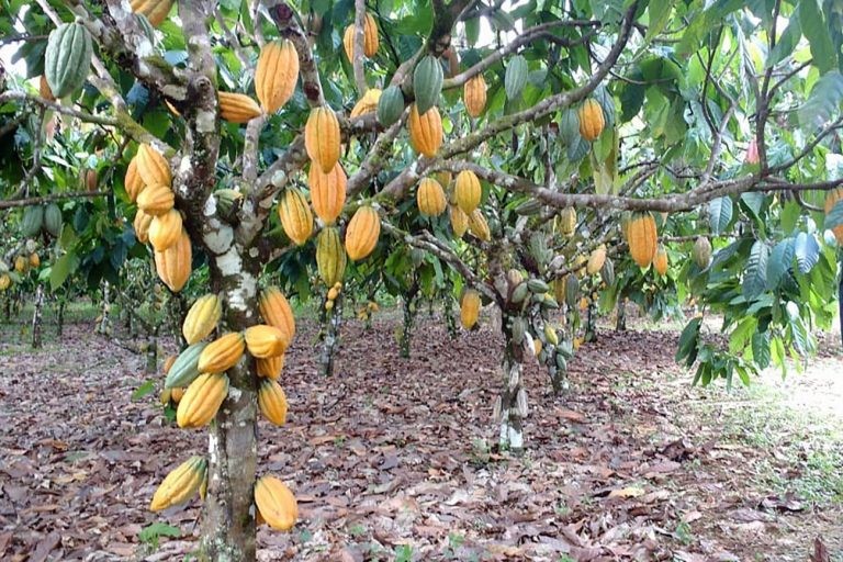 Comissão de Agricultura discute mudança nas regras para importação de cacau africano