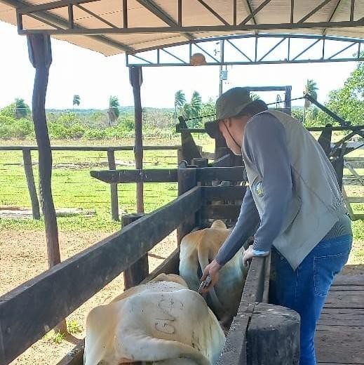 Indea e parceiros promovem evento para celebrar última vacinação contra febre aftosa em Mato Grosso