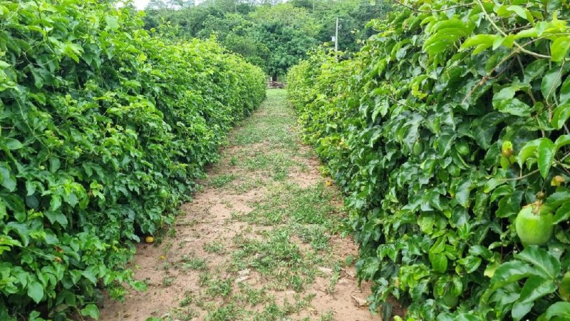 Empaer promove Dia de Campo sobre produção de Maracujá